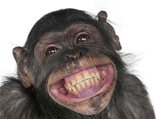 大猩猩变成人的实验视频,揭秘人类起源的实验之旅