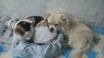 狗狗变成人类吃东西视频,一场跨越物种的味蕾冒险